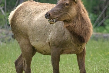 Elk-4.24.24-0041