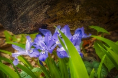 Iris-4.23.21.2