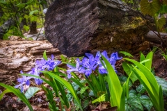Iris-4.23.21