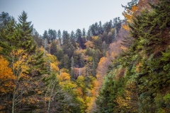NewFound-Gap-Road-10.23.21-0968