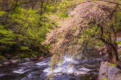 Pink-Tree-4.25.21