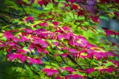 Red-Leaves-10.21.21-9178