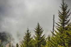 Tree-Fog-4.24.21