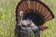 Turkey-4.25.24-0385
