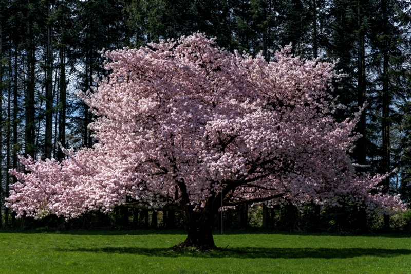 Bob-Ross-Tree-3.31.25-8542