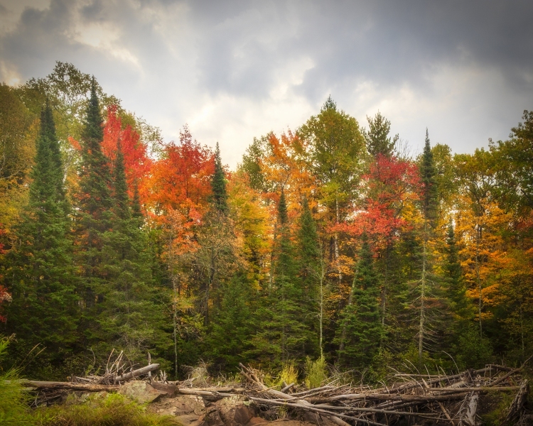 Fall-Foliage-10.01.21-8630