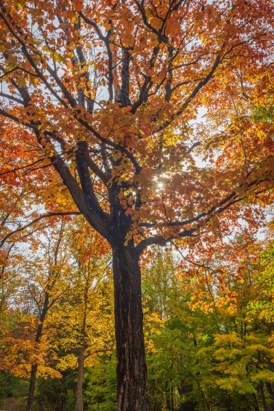 Fall-tree-10.01.21-8700