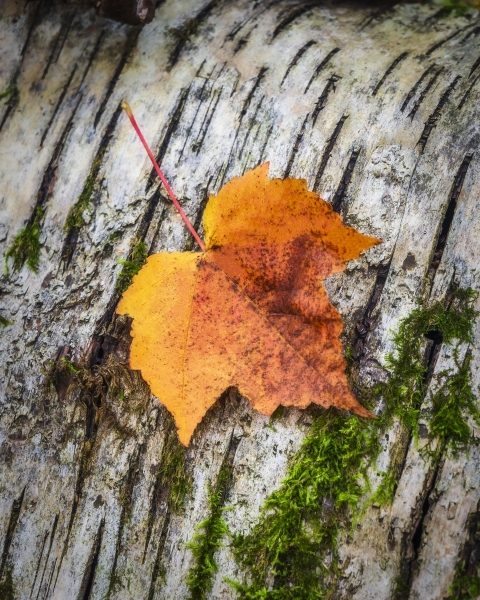 Leaf-on-bark-10.1.21-8654