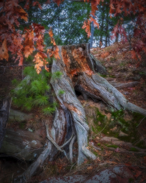 Tree-stump-12.4.21-9992