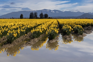 Daffodils-3.26.25-8496