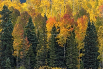 Fall-Foliage-9.30.25-4608