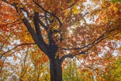 Fall-tree-10.01.21-8700