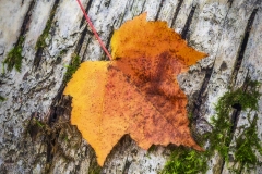 Leaf-on-bark-10.1.21-8654
