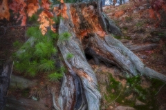 Tree-stump-12.4.21-9992