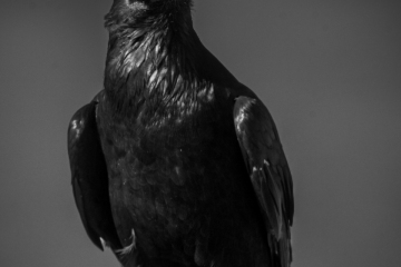 Raven-9.17.23-0698