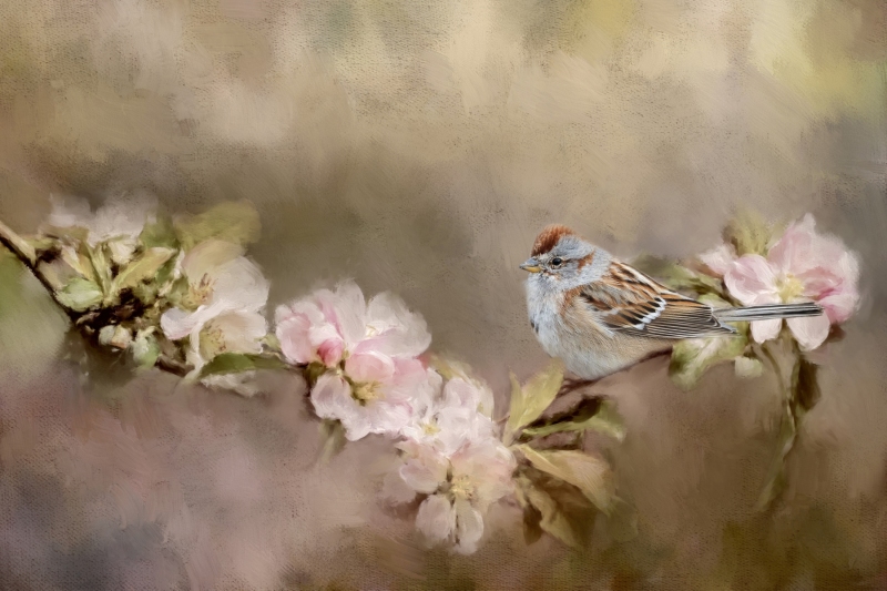 American-Tree-Swallow-4.3.26-2444