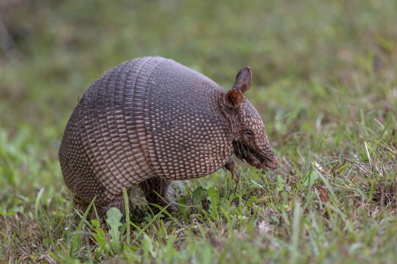 Armadillo-2.25.25-4104