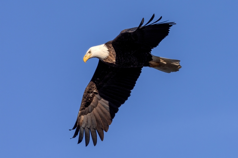 Bald-Eagle-1.4.25-8275