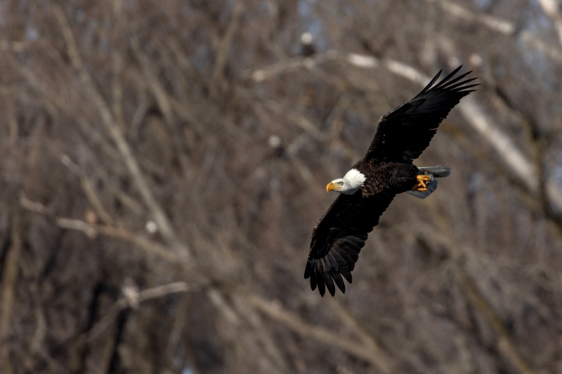 Bald-Eagle-1.4.25-8328