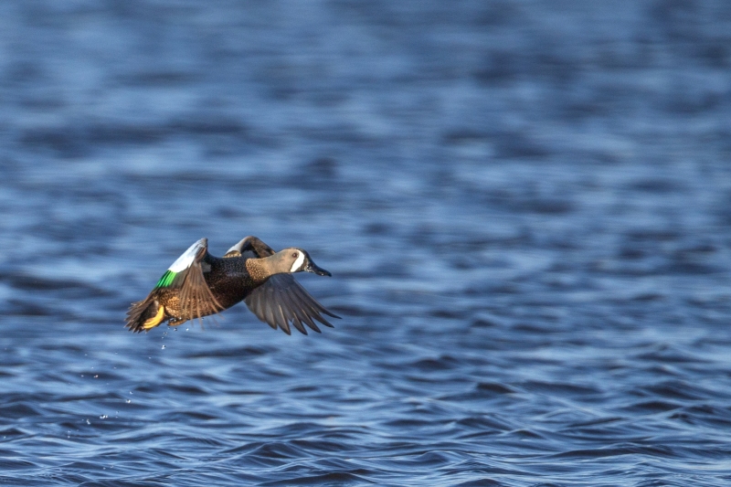 Blue-Winged-Teal-4.16.26-2450