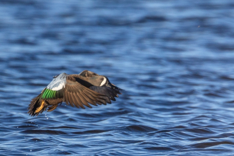 Blue-Winged-Teal-4.16.26-2453