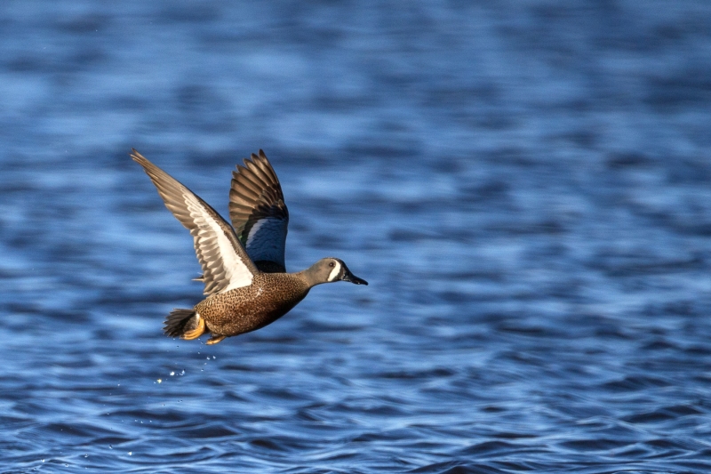 Blue-winged-teal-4.16.26-2449