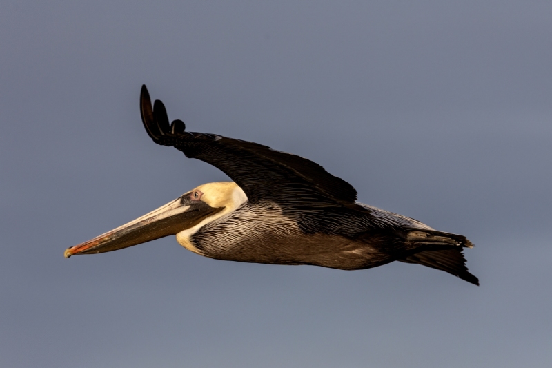 Brown-Pelican-2.23.25-2464