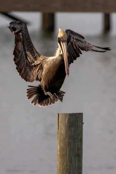 Brown-Pelican-2.23.25-2517