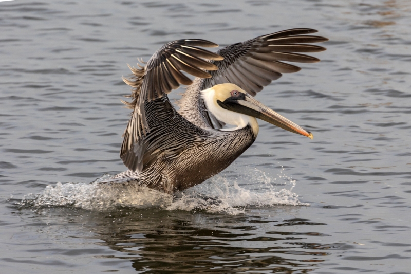 Brown-Pelican-2.23.25-2767