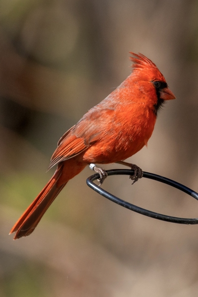Cardinal-4.26.25-4070