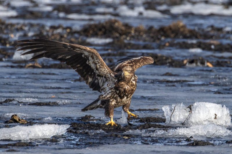 Eagle-3.28.26-1056-scaled