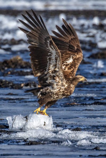 Eagle-3.28.26-1293-scaled