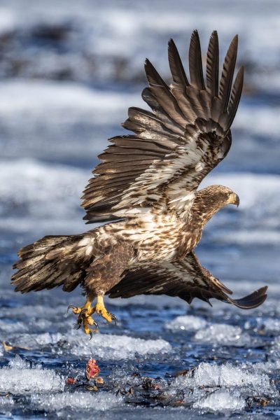 Eagle-3.28.26-1463-scaled