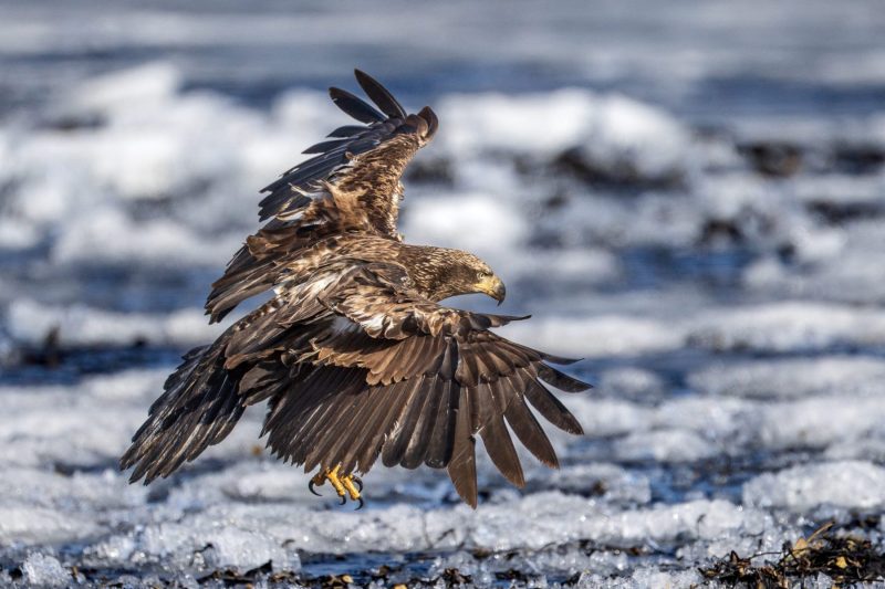 Eagle-3.28.26-1480-scaled