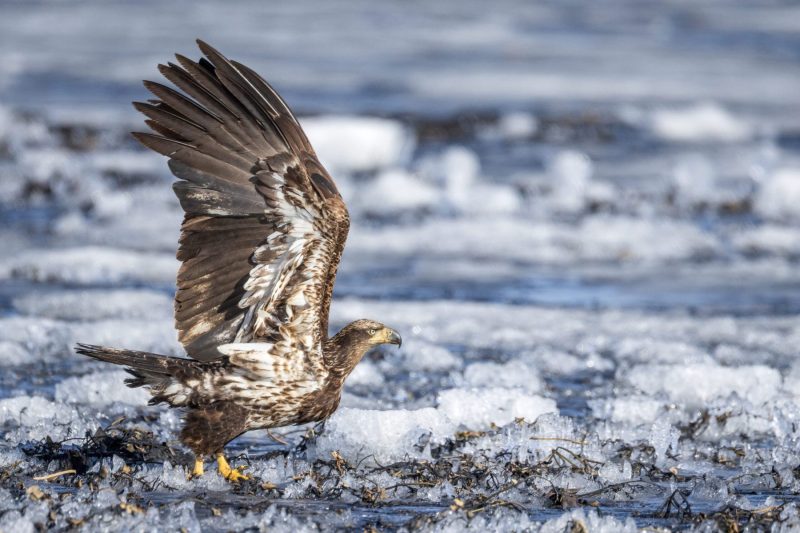 Eagle-3.28.26-1492-scaled