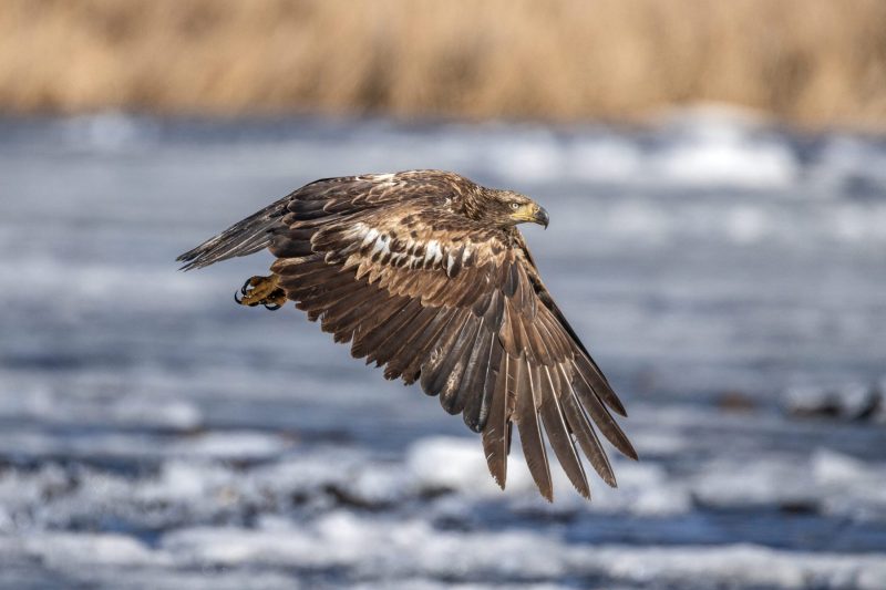 Eagle-3.28.26-1505-scaled