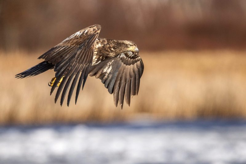 Eagle-3.28.26-1513-scaled