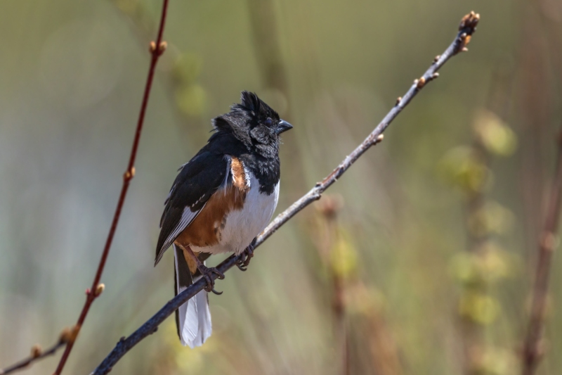 Eastern-Towhee-5.9.26-8878