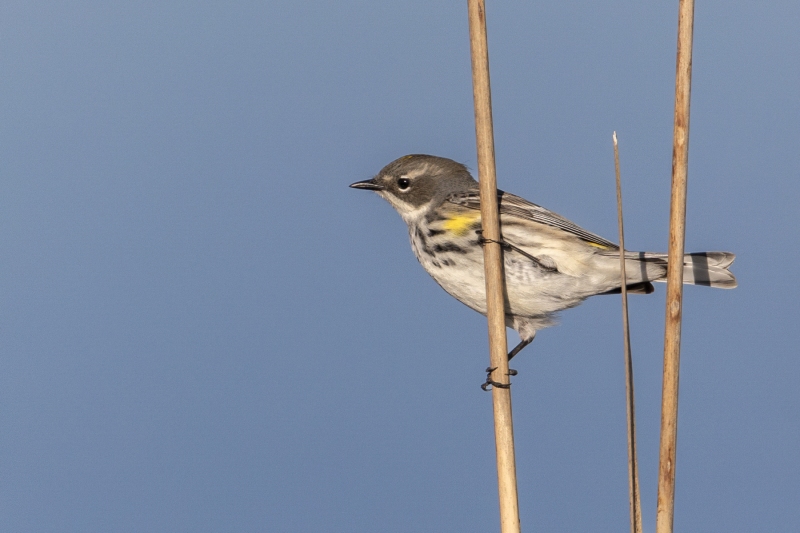 Female-Yellow-Rumped-Warbler-5.4.24-9776