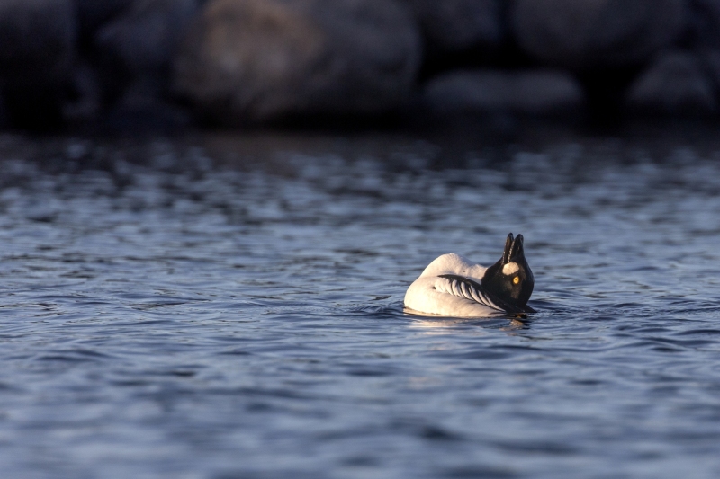 Common Golden Eye