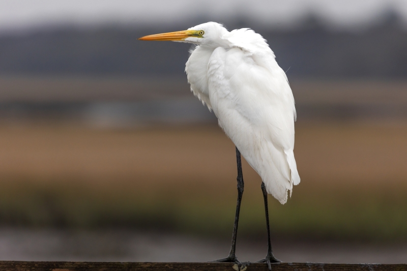 Great-Egret-2.24.25-3245