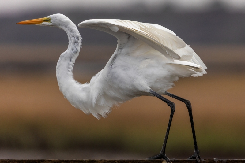 Great-Egret-2.24.25-3259