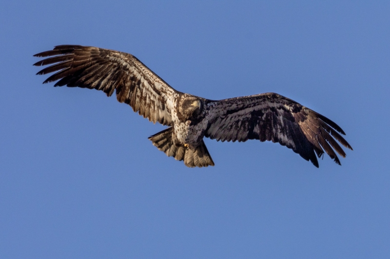 Juvenile-Eagle-1.4.25-8520