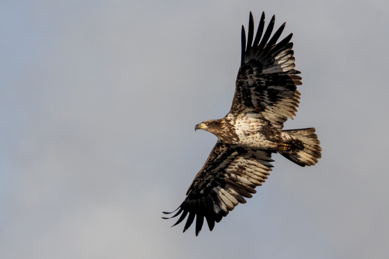 Juvenile-Eagle-1.4.25-8557