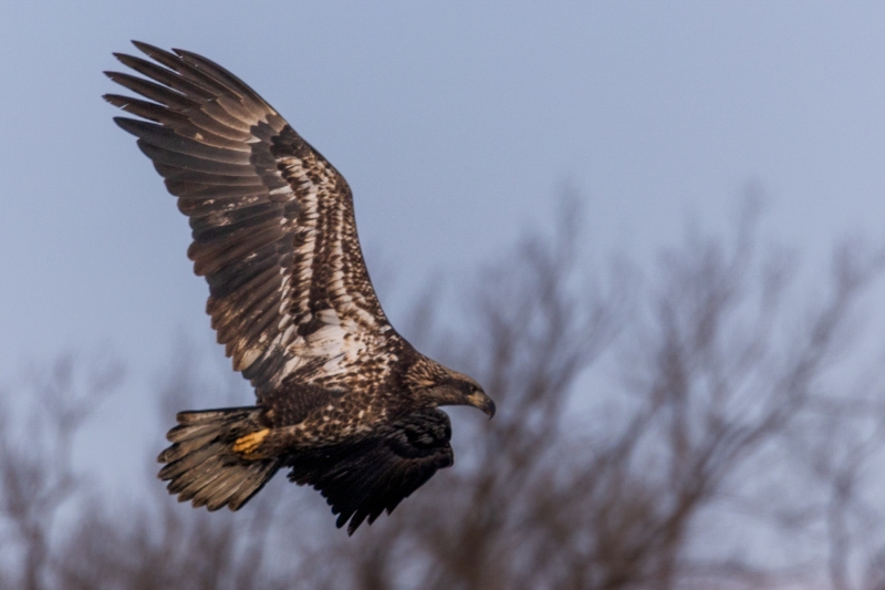 Juvenile-Eagle-12.23.24-9821