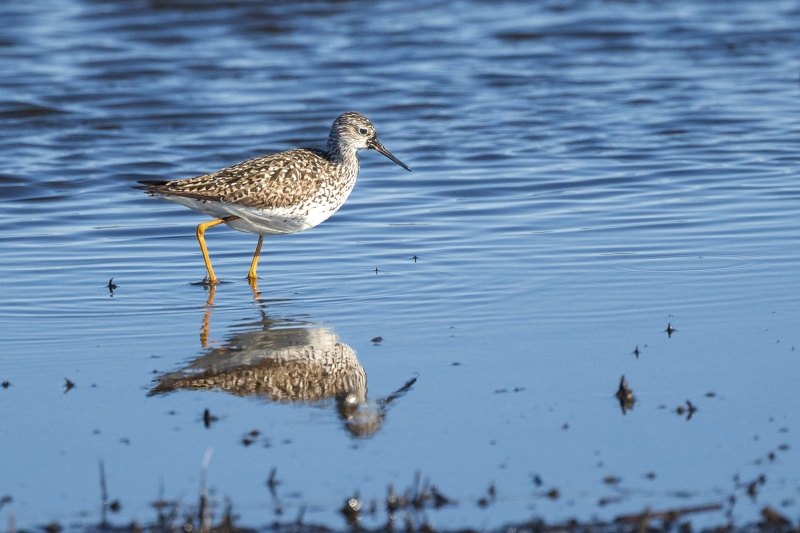 Lesser-Yellowlegs-5.9.26-8790
