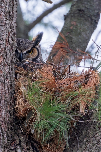Long-Earred-Owl-4.3.26-2371