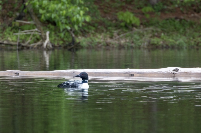 Loon-5.18.23-7938