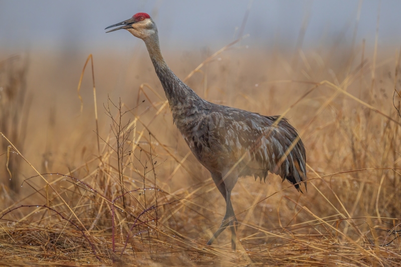 Male-Sandhill-4.4.26-2496