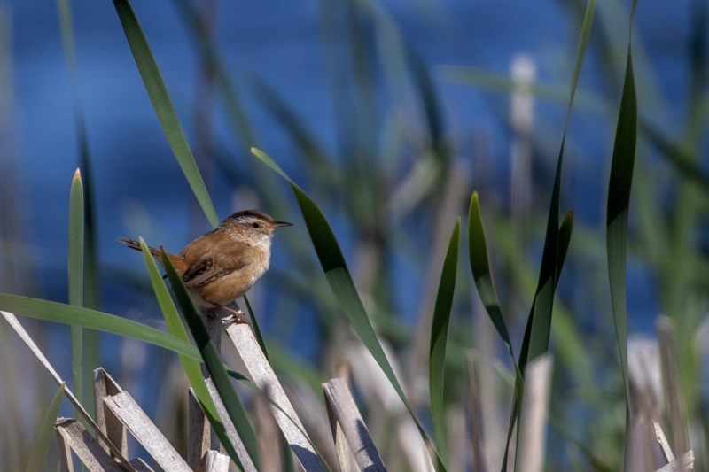 Marsh-Wren-5.23.25-8178